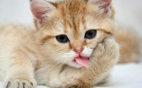 Phòng ngừa tình trạng thở khò khè ở mèo