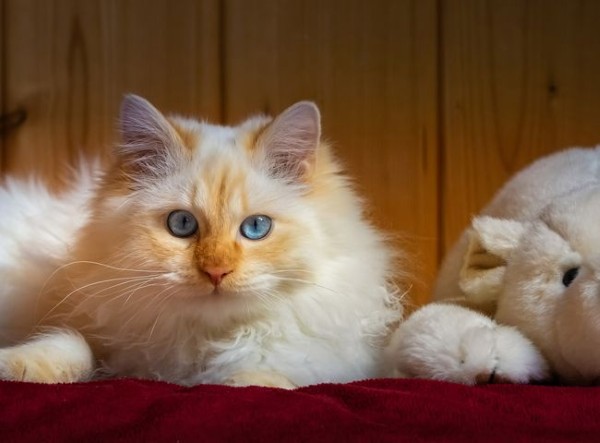 Lời khuyên khi nuôi Mèo Ragamuffin cho người mới