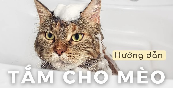 Quy trình tắm cho mèo an toàn và hiệu quả