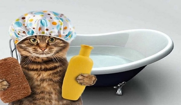Những sai lầm thường gặp và cần tránh khi tắm cho mèo