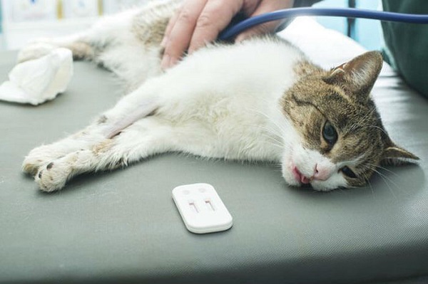 Quy trình chẩn đoán bệnh ghẻ ở mèo
