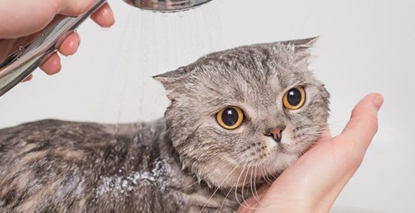 Các phương pháp điều trị bệnh ghẻ ở mèo