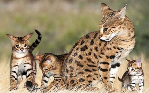 Mèo Savannah