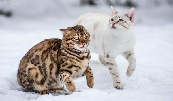 Kích thước cơ thể và dáng vóc cũng góp phần không nhỏ vào vẻ đẹp của mèo