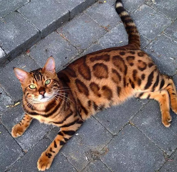 Thor – chú mèo Bengal nổi tiếng trên mạng xã hội