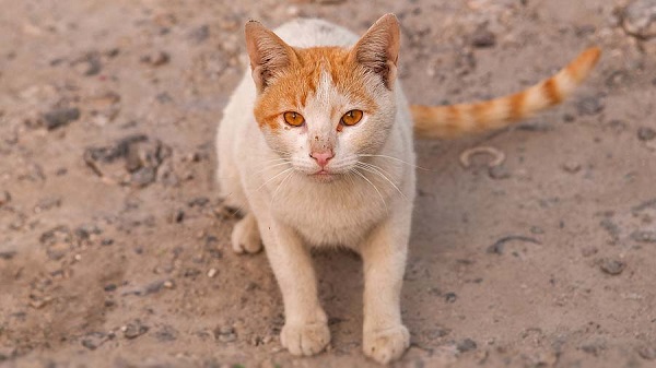 Đặc điểm ngoại hình của mèo Mau Ả Rập