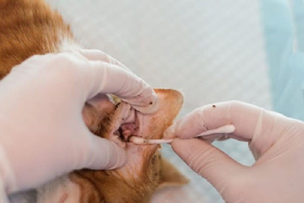 Những dấu hiệu nhận biết mèo bị rận tai