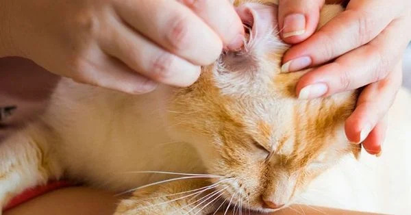 Biến chứng nguy hiểm nếu không điều trị rận tai