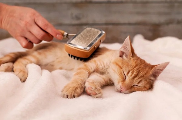Chải chuốt lông là một phần thiết yếu trong thói quen hàng ngày của mèo