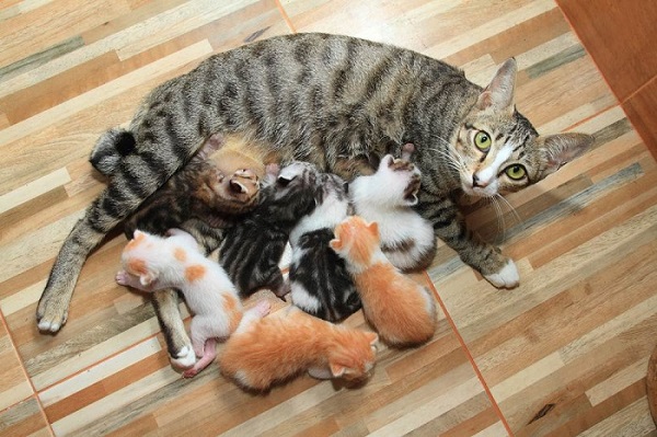 Mèo cái có chu kỳ sinh sản đặc trưng, thường kéo dài từ 5 đến 10 ngày trong mỗi mùa