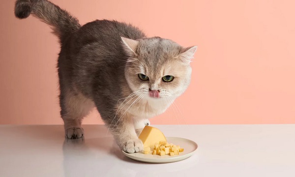 Mèo thường ăn nhiều bữa nhỏ trong ngày, thay vì một bữa lớn